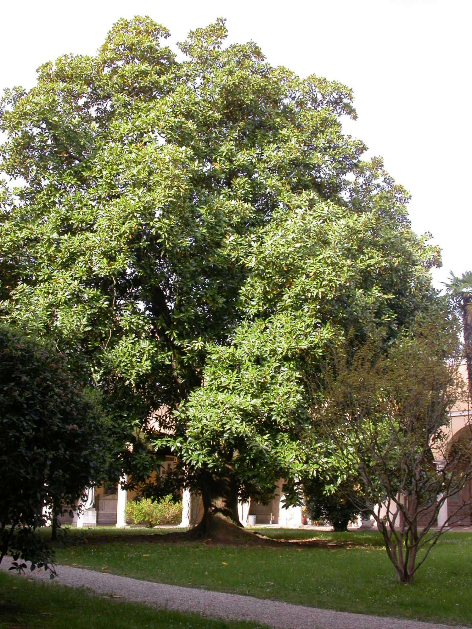 TG Cimitero Piratello 3 - Imola BO